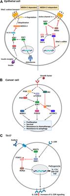 Serum and glucocorticoid-regulated kinase 1: Structure, biological functions, and its inhibitors